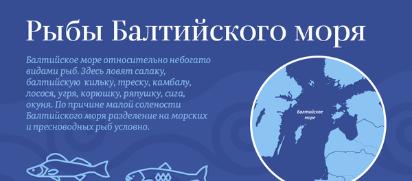 Рыбы Балтийского моря Рыбы Балтийского моря - Sputnik Латвия