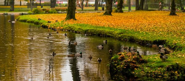 Золотая осень на рижских улицах - Sputnik Латвия