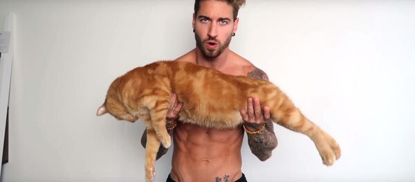 Спорт-блогер качается с помощью рыжего кота, видео - Sputnik Latvija