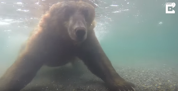 Медведь ловит рыбу в реке - Sputnik Латвия