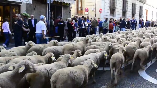 Несколько тысяч овец прошли по улицам Мадрида - Sputnik Латвия