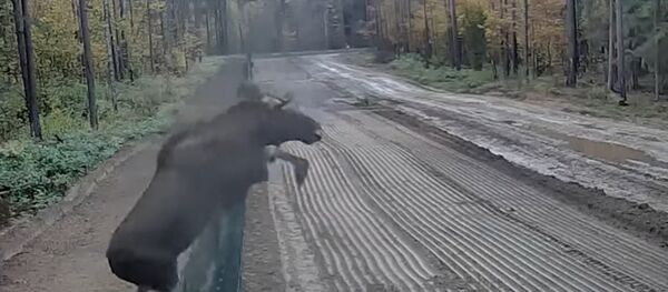 Ragainais pārkāpējs: alnis pārlēcis pāri nožogojumam starp Baltkrieviju un Lietuvu - Sputnik Latvija