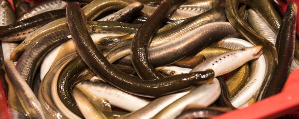 Живая минога на Рижском Центральном рынке - Sputnik Латвия