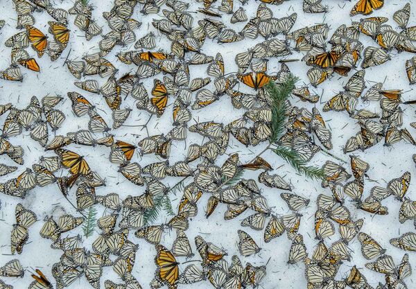 Fotogrāfa Jaime Rojo uzņēmums Monarchs in the Snow - Sputnik Latvija