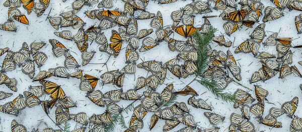 Снимок Monarchs in the Snow фотографа Jaime Rojo, вошедший в шорт-лист конкурса Environmental Photographer of the Year 201 Снимок Monarchs in the Snow фотографа Jaime Rojo, вошедший в шорт-лист конкурса Environmental Photographer of the Year 201 - Sputnik Латвия