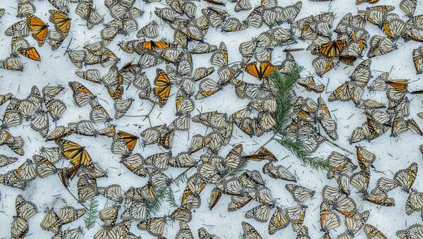 Fotogrāfa Jaime Rojo uzņēmums Monarchs in the Snow - Sputnik Latvija
