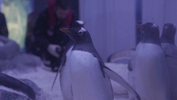 Londonas akvārijs demonstrējis ātrākos pingvīnus pasaulē - Sputnik Latvija