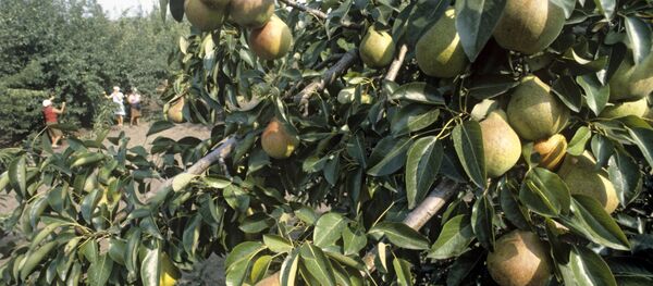 Грушевые деревья в плодовом саду Грушевые деревья в плодовом саду - Sputnik Латвия