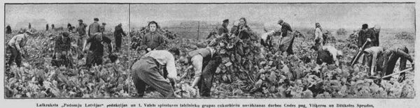 Горожане на уборке свеклы в Екабпилском районе осенью 1940 года Горожане на уборке свеклы в Екабпилском районе осенью 1940 года - Sputnik Латвия