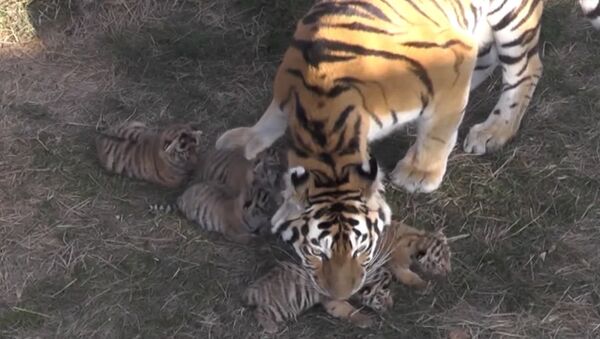 Kas te ūsās ņaud: Krimas parkā Tajgans piedzimst Amūras tīģerēni - Sputnik Latvija