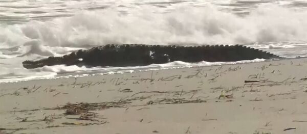 Крокодил длиной около 1,8 м был замечен на пляже во Флориде - Sputnik Латвия