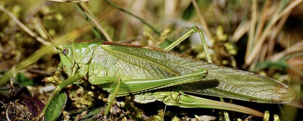 Кузнечик Кузнечик - Sputnik Латвия