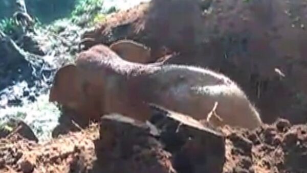 Слоненок провалился в яму в горах Нилгири в Индии - Sputnik Латвия
