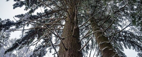 Сосны Сосны - Sputnik Latvija