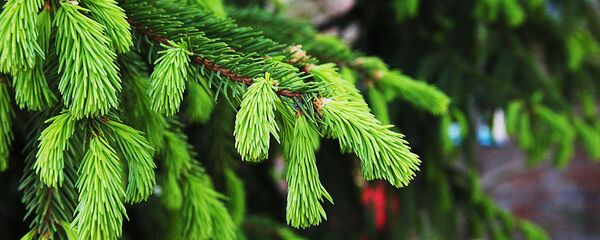 Ветка ели - Sputnik Латвия