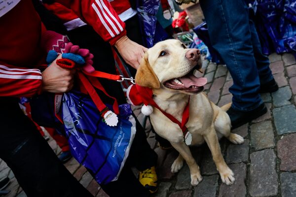 Собакам тоже раздают медали - Sputnik Латвия