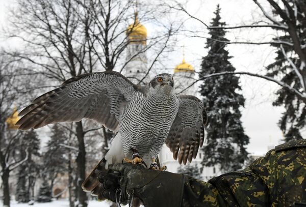 Птицы служат в охране Кремля - Sputnik Латвия