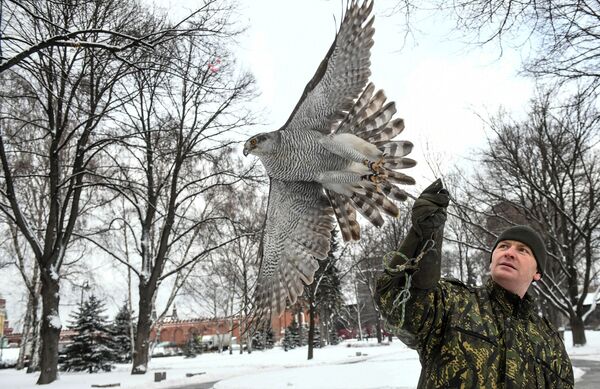 Птицы служат в охране Кремля - Sputnik Латвия