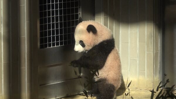 Шестимесячную панду впервые показали публике в токийском зоопарке - Sputnik Латвия