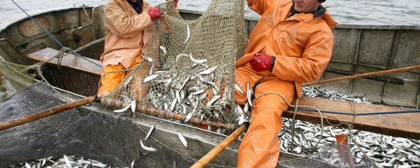 Промысел салаки Промысел салаки - Sputnik Latvija