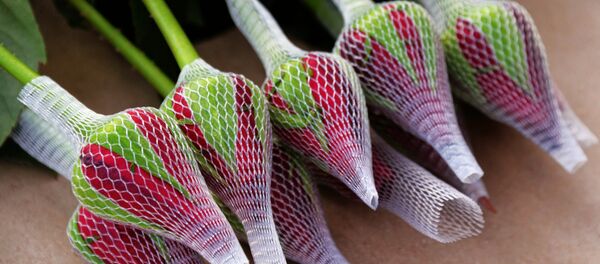 Выращивание цветов к 8 марта в Приморском крае Выращивание цветов к 8 марта в Приморском крае - Sputnik Латвия