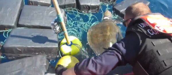 Спасение черепахи, застрявшей среди тюков с кокаином Спасение черепахи, застрявшей среди тюков с кокаином - Sputnik Latvija