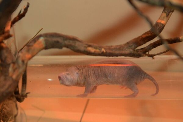 Голый землекоп в обновленном террариуме в Рижском зоопарке - Sputnik Латвия