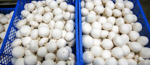 Sēnes - Sputnik Latvija