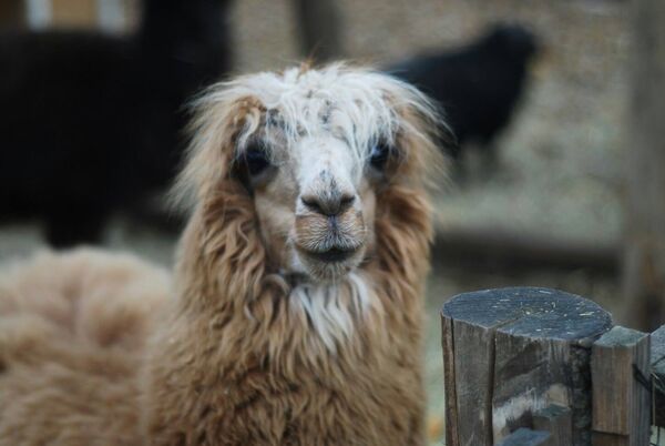 Альпака в Фельдман Экопарке, прибывшая из Рижского зоопарка Альпака в Фельдман Экопарке, прибывшая из Рижского зоопарка - Sputnik Латвия