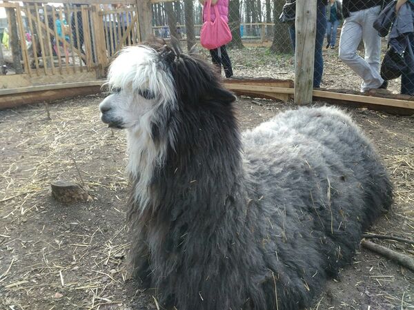 Альпака в Фельдман Экопарке, прибывшая из Рижского зоопарка Альпака в Фельдман Экопарке, прибывшая из Рижского зоопарка - Sputnik Латвия