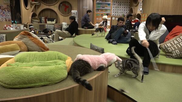 Kaķu kafejnīca Japānā: zāles pret stresu - Sputnik Latvija