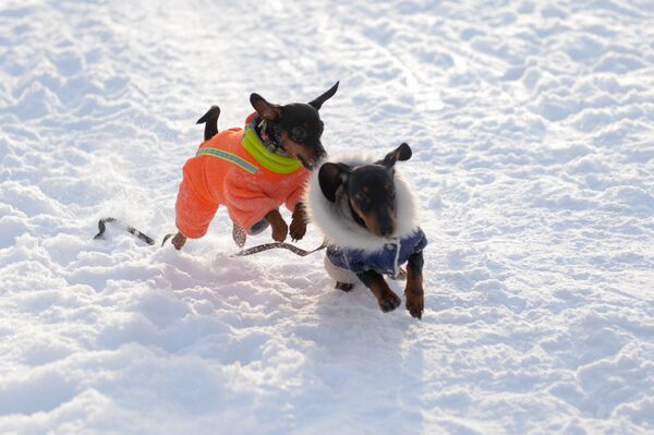 Карликовые пинчеры Карликовые пинчеры - Sputnik Латвия