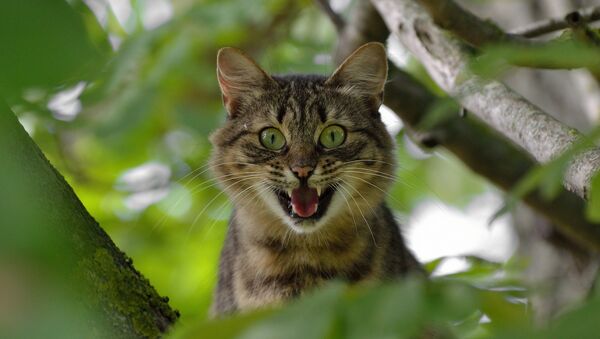 Кошка на дереве - Sputnik Латвия