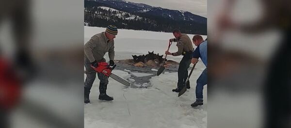 ASV izglābti slīkstoši aļņi ASV izglābti slīkstoši aļņi - Sputnik Latvija