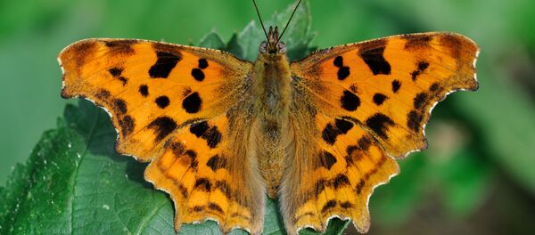 Dienas taurenis, jāņogu raibenis Dienas taurenis, jāņogu raibenis - Sputnik Latvija