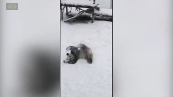 Панда радуется снегу как ребенок - Sputnik Latvija