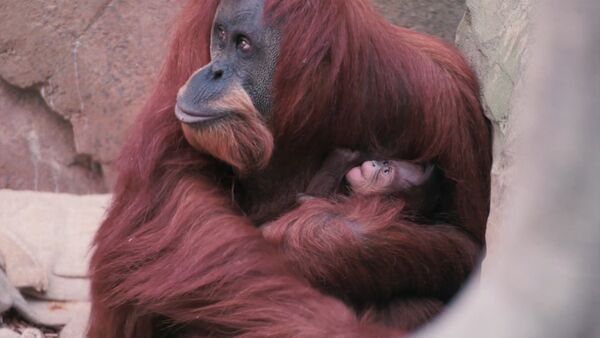 Орангутана Эмму с детенышем впервые показали публике в Честерском зоопарке - Sputnik Латвия