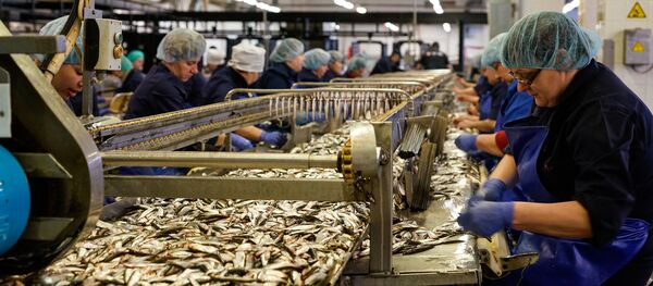 Ķilavas uz konveijera pirms kūpināšanas Ķilavas uz konveijera pirms kūpināšanas - Sputnik Latvija