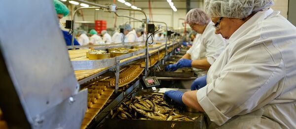 Готовые шпроты, в ручную сортируют и раскладывают по банкам - Sputnik Latvija