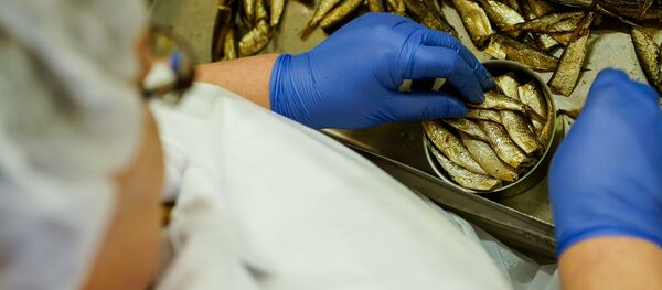 Готовые шпроты вручную сортируют и раскладывают по банкам Готовые шпроты вручную сортируют и раскладывают по банкам - Sputnik Latvija