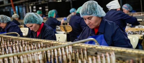 Готовая к копчению килька Готовая к копчению килька - Sputnik Латвия