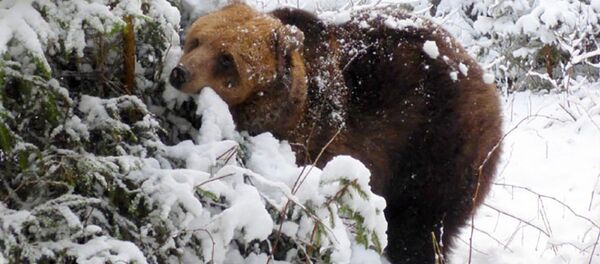 Медведица Илзите - Sputnik Латвия