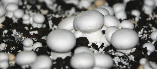 Выращивание шампиньонов в тепличном комплексе «Лёдово» Выращивание шампиньонов в тепличном комплексе «Лёдово» - Sputnik Латвия