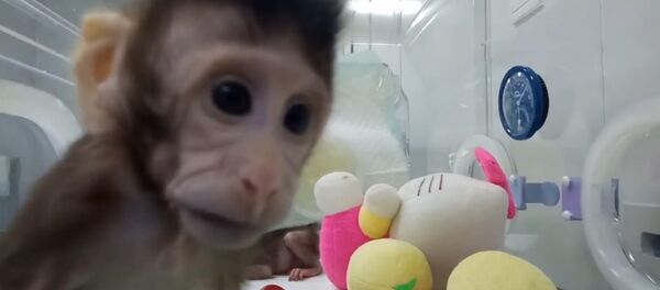 Ķīniešu zinātnieki demonstrējuši pirmos klonētos pērtiķus pasaulē Ķīniešu zinātnieki demonstrējuši pirmos klonētos pērtiķus pasaulē - Sputnik Latvija