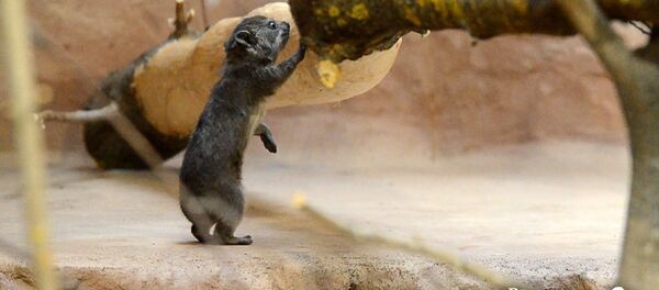 В семье даманов Рижского зоопарка прибавление - Sputnik Латвия