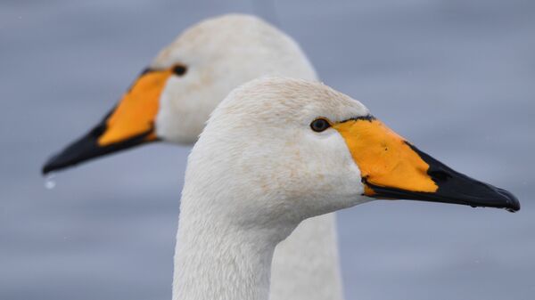 Лебеди-кликуны зимуют на Лебедином озере, расположенном на территории государственного природного комплексного заказника Лебединый в Алтайском крае - Sputnik Латвия