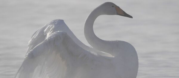 Лебедь-кликун на Лебедином озере на территории государственного природного комплексного заказника Лебединый в Алтайском крае - Sputnik Латвия