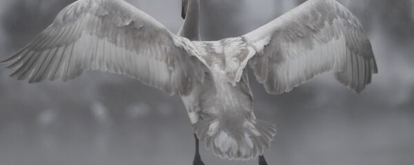 Государственный природный комплексный заказник Лебединый - Sputnik Латвия