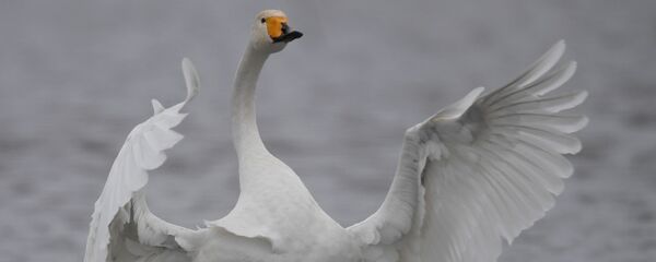 Лебедь-кликун на озере, расположенном на территории государственного природного комплексного заказника Лебединый в Алтайском крае Лебедь-кликун на озере, расположенном на территории государственного природного комплексного заказника Лебединый в Алтайском крае - Sputnik Латвия