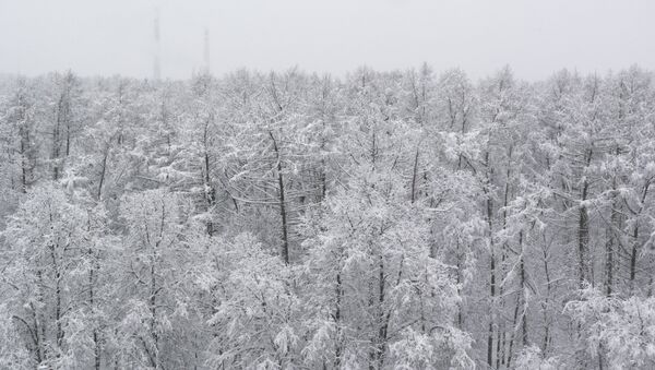 Деревья в парке, занесенные снегом - Sputnik Latvija